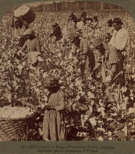 Cotton Plantations Slavery