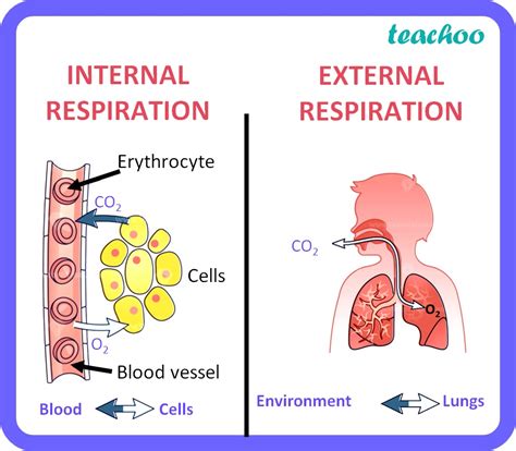 Class 10 Difference Between Internal And External Respiration Table
