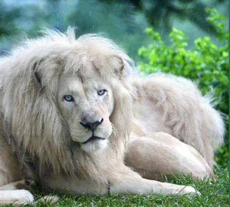 Magnificent Male White Lion White Lion Animals Animals Wild