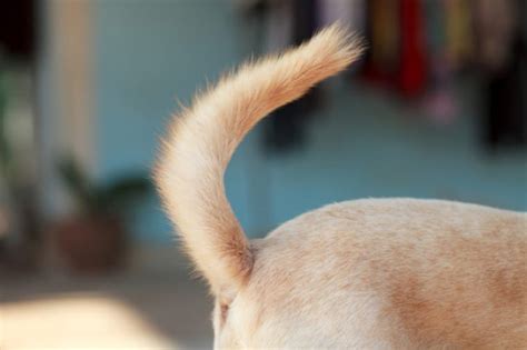 What Dog Tail Wagging Really Means Petprofessional