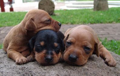 Miniature Pinscher Puppy Information & Training | Min Pin ...