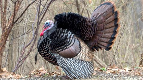 The Wild Turkey History Of An All American Bird