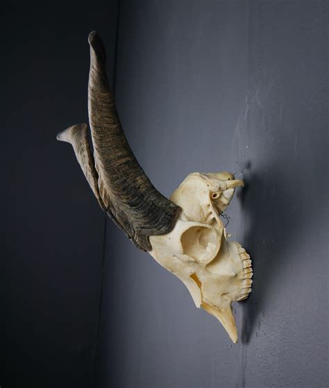 Download 740+ royalty free goat skull vector images. Scottish Wild Goat Skull and Horns | Antlers Horns and Skulls