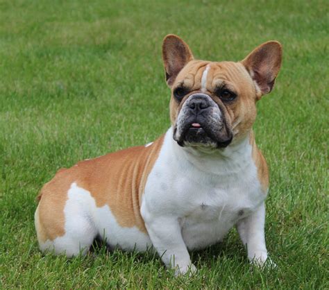 He is also mischievous and slightly stubborn. Adult English Bulldog Sires and Dams | Huskerland Bulldogs ...