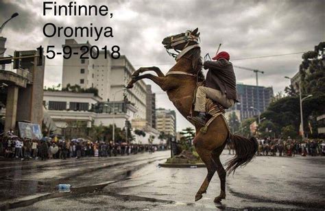 Oromo Horse In Streets Of Addis Oromohorse Horse Photography Horse