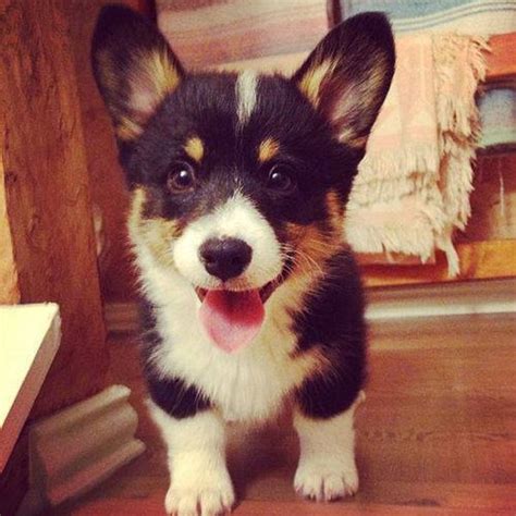 Purchasing a pembroke welsh corgi puppy is a 12 to 15 year commitment, as this is. Corgi Puppies! We Can't Get Enough