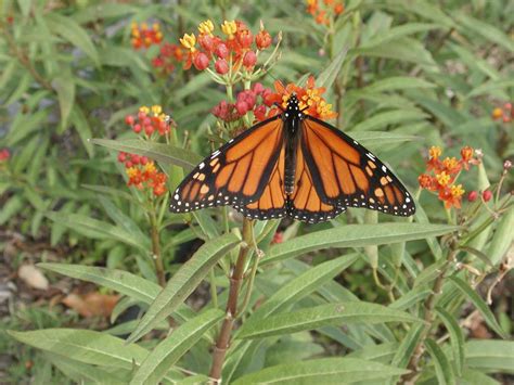 Monarch Butterflies On Milkweed