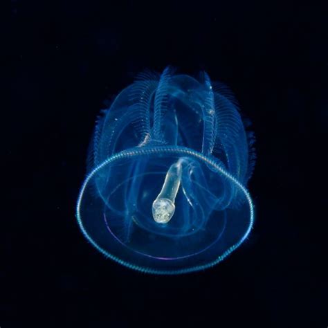 Underwater Photographer Takes Gorgeous Photos Of Plankton