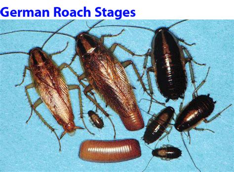 With products meant to prevent and control bugs, the spray is designed to attack insects specifically. Yosemite Pest Control - Residential Services - Pest ...