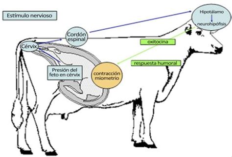 ¿qué Hormonas Que Intervienen En La Gestación Y Parto De Una Vaca