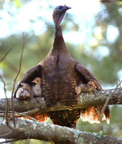 Roosting In Trees Is An Important Element In The Life Of A Wild Turkey