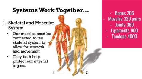 Supporting Your Bones Joints Muscles And Nerves With Young Living Pr