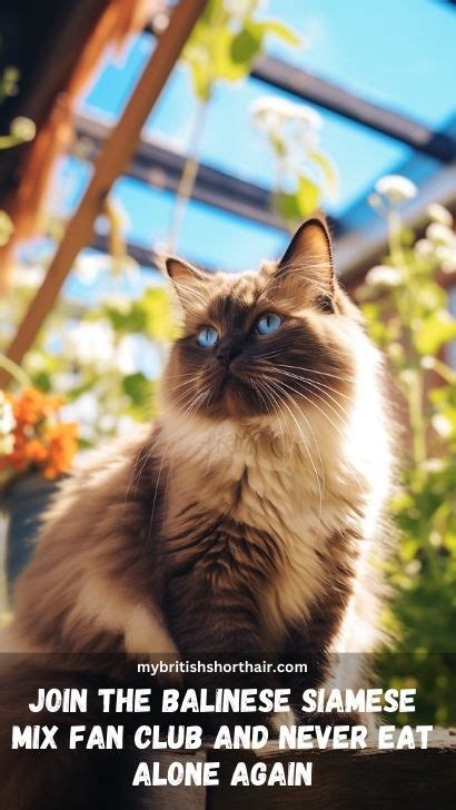 Balinese Siamese Mix 15 Facts About Long Haired Siamese Balinese Mix