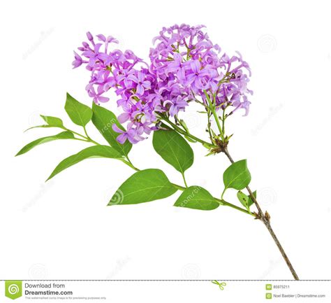 Lilac Stock Image Image Of Blooming Sprig Floral Lilac 85975211