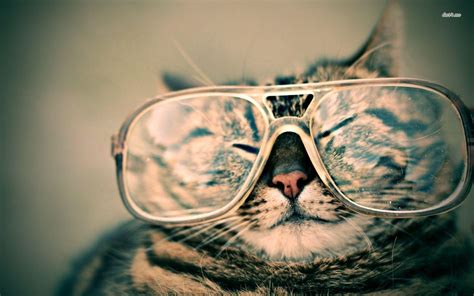 Cool Cats Wallpapers Wallpaper Cave