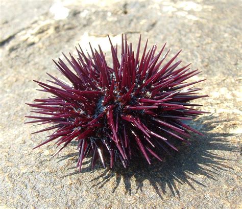 Their main habitat is upon the rocky surfaces on the bottom of the ocean floor. Uni (sea urchin)--can you say anandamide?