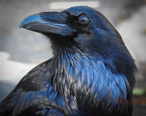 Pin On Raven