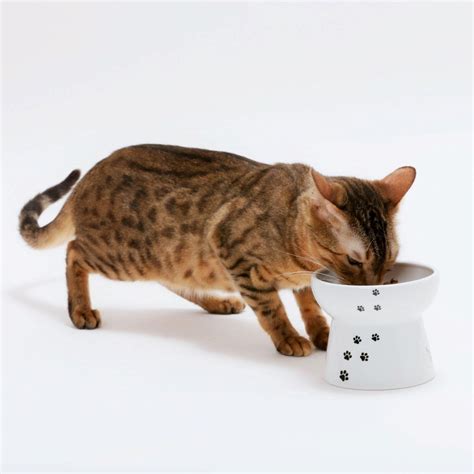 Best elevated cat food bowl: Cat Feeding Bowls On Stand | WebNuggetz.com