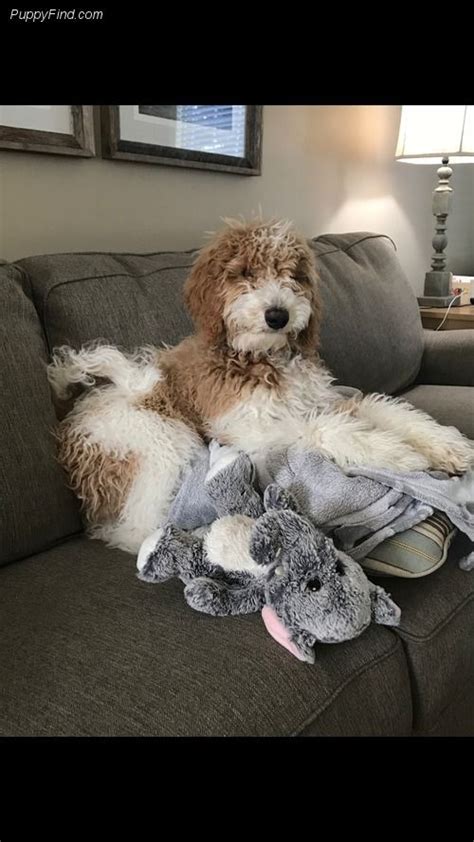 Goldendoodle in dogs & puppies for sale. Goldendoodle Pictures (4aou96pr1z1) | Puppies ...