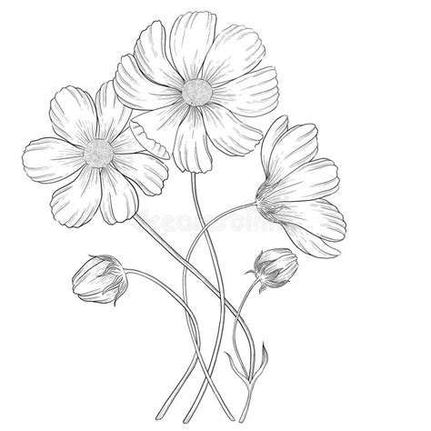 Cosmos Flowers Outline Illustration Stock Illustration Illustration