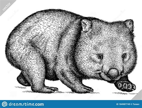 Black And White Engrave Isolated Wombat Vector Illustration Stock