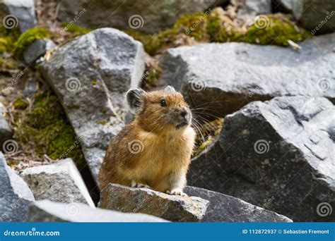 Cute Little Pika Sitting On Rocks Stock Image Image Of Furry Round
