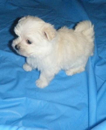 Teacup puppies for adoption toy puppies for sale teacup maltese puppies for sale. Maltese Puppies For Adoption FOR SALE ADOPTION in ...