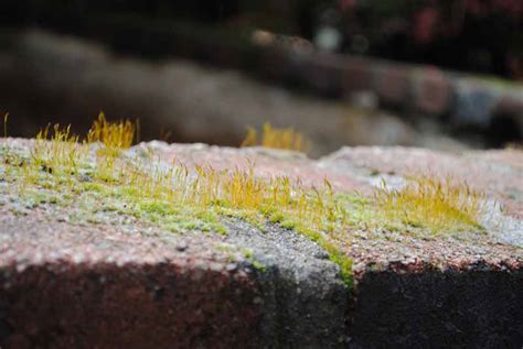 Moss Wordless Wednesday Harmony In The Garden