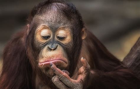 Wallpaper Monkey Facial Expressions Orangutan Images For Desktop
