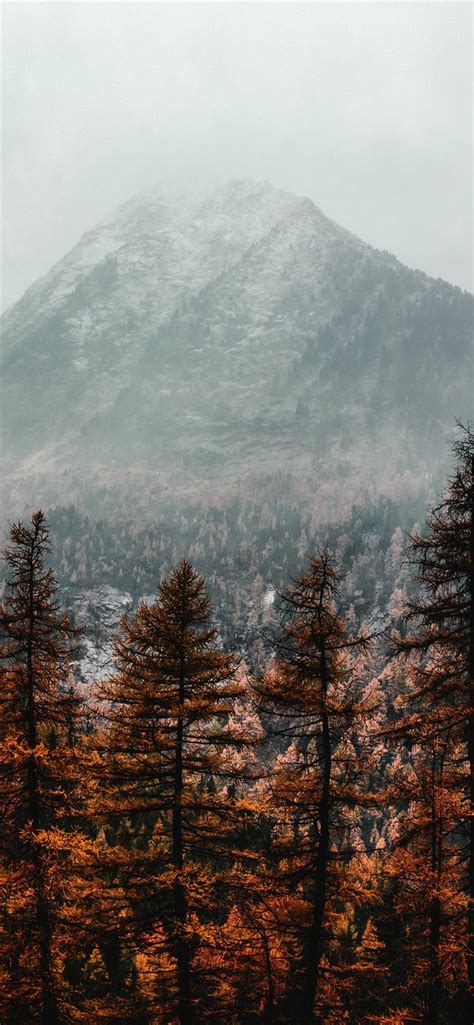 Brown Pine Trees Near Mountain Covered With Fog Iphone 11 Wallpapers