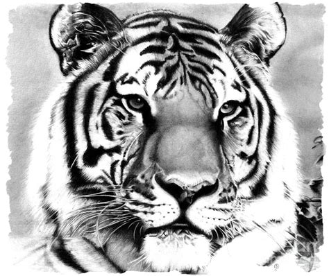 Realistic Pencil Drawing Of A Tiger Drawing By Debbie Engel Fine Art