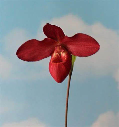 Phragmipedium Elfins Ruby Slippertalk Orchid Forum The Best Slipper