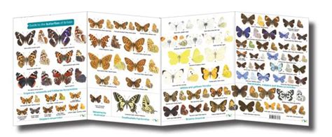 Fsc Fold Out Id Chart Butterflies Of Britain British Butterfly