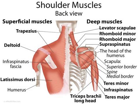 Shoulder Muscles Deep Anatomy Info