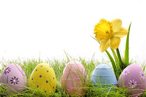 Photos Easter Egg Daffodils Grass Holidays White Background