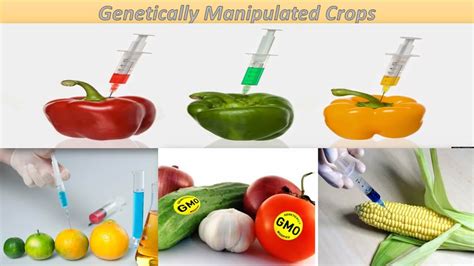 Genetically modified foods (gm foods or gmo foods) are foods derived from genetically modified organisms (gmos). Genetically Modified Food - The Benefits and the Risks ...