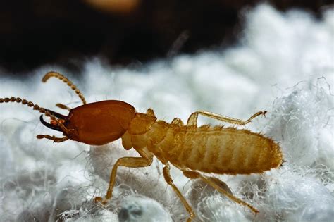 Are Termites Active In Winter Turner Pest Control