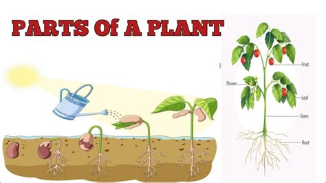 Parts Of A Plants Ll Different Parts Of Plants English And Their