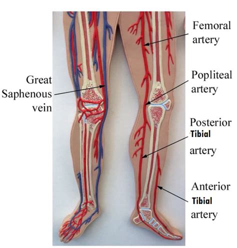 Tunica media (middle layer) is the. Major Systemic Arteries | Human anatomy and physiology ...