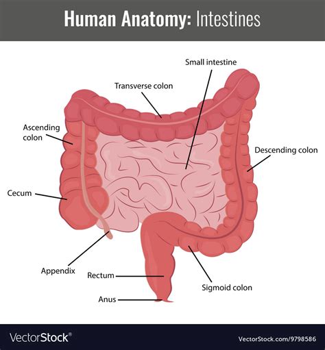 Human Intestines Detailed Anatomy Medical Vector Image