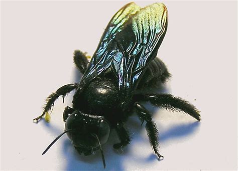 Black Giant Bumblebee Insect This Huge Black Bee Is A Gentle Giant
