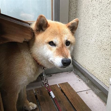 Instagram Photo By 柴犬の小麦さん Jun 13 2016 At 223pm Utc Shiba Inu