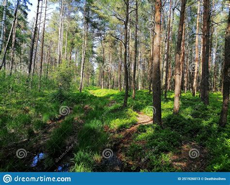Rekyva Forest During Sunny Summers Day Stock Image Image Of Rekyva