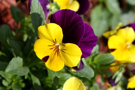 Fileviola Tricolor Pansy Flower Close Up Wikimedia Commons
