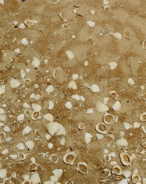 Free Images Beach Sea Sand Wood Texture Leaf Floor Pattern
