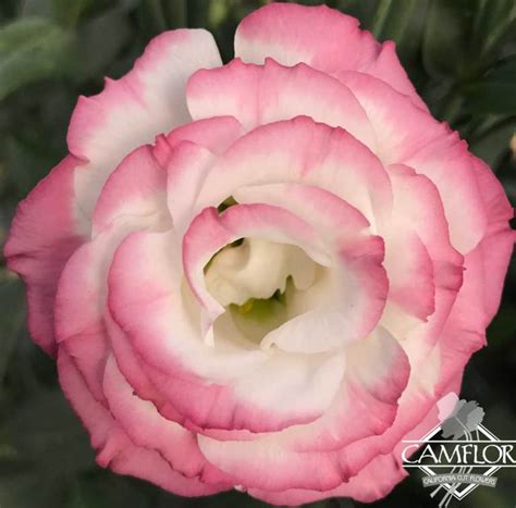 Lisianthus Bicolor Pink Camflor Inc
