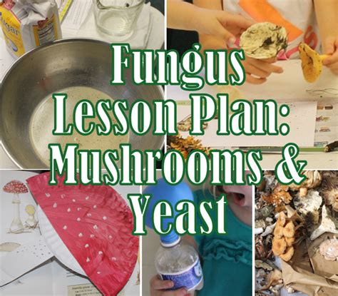 Mushrooms Yeast And The Fungi Kingdom Lesson Plan Hubpages
