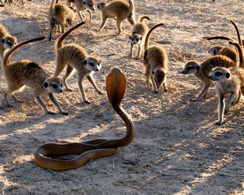 Snake Eating Mammal Related To The Meerkat Snake Poin