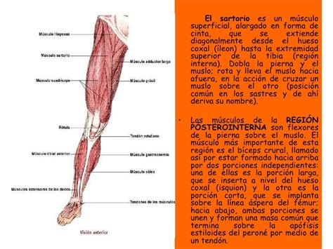 Estructura Muscular De Miembros Inferiores