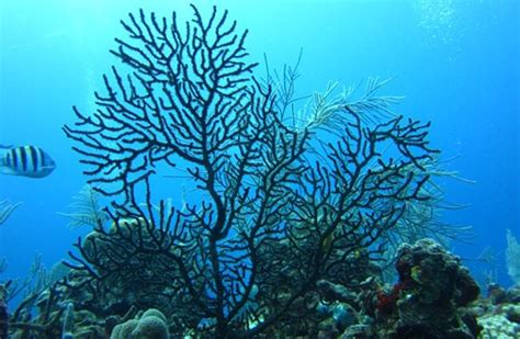 Black Coral Description Habitat Image Diet And Interesting Facts